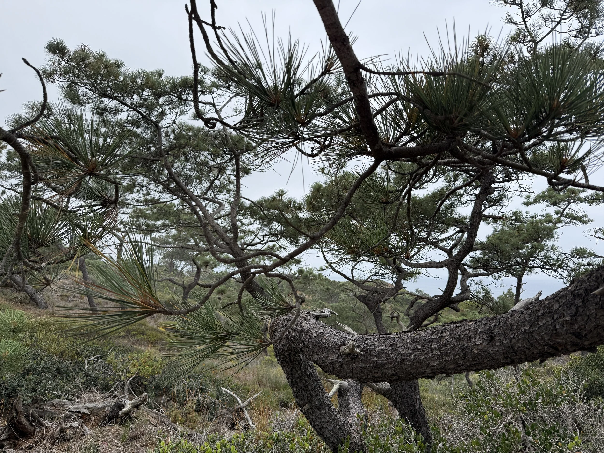 Torrey Pine Trees