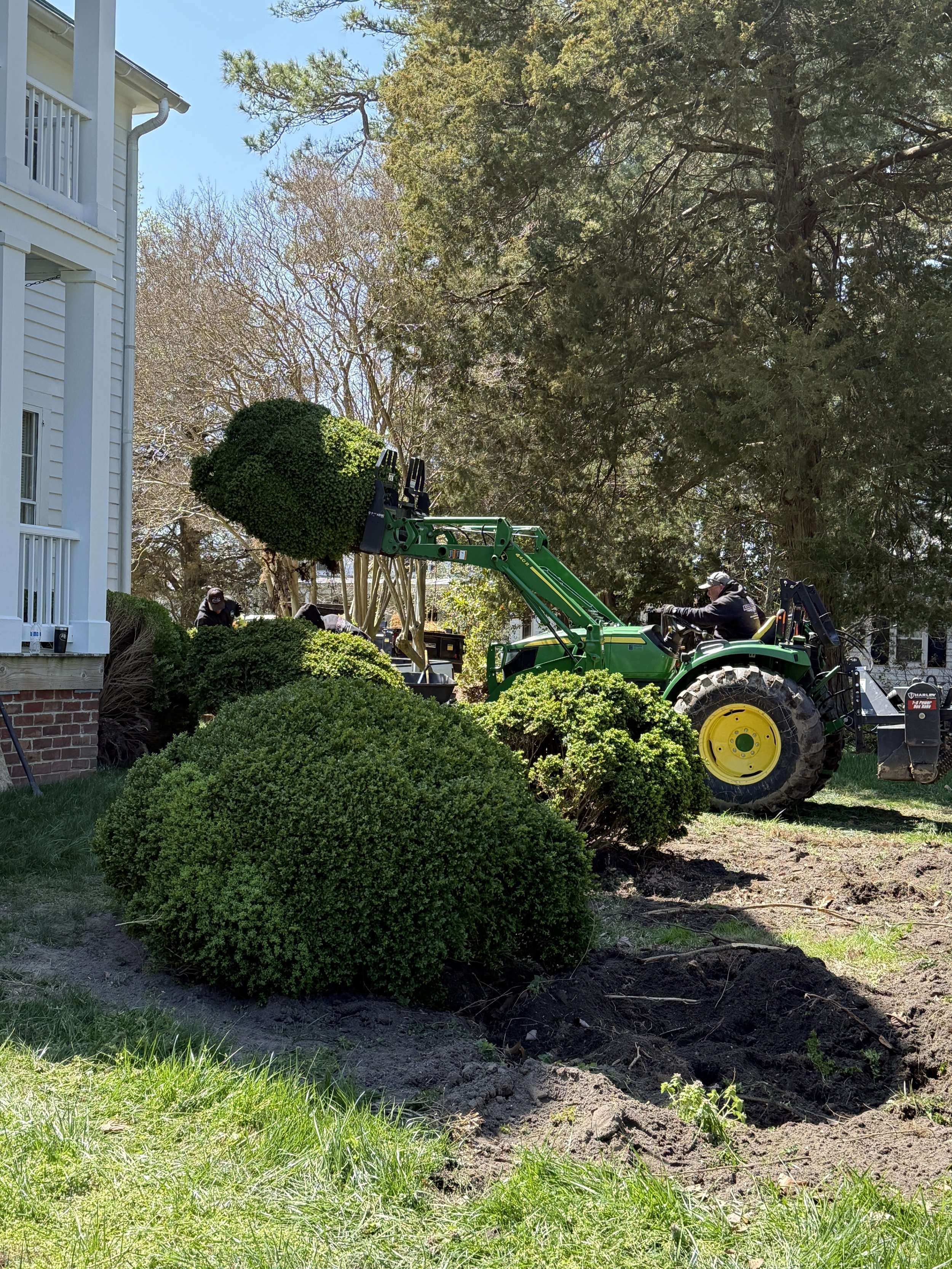 Bobcat moving boxwoods at river house