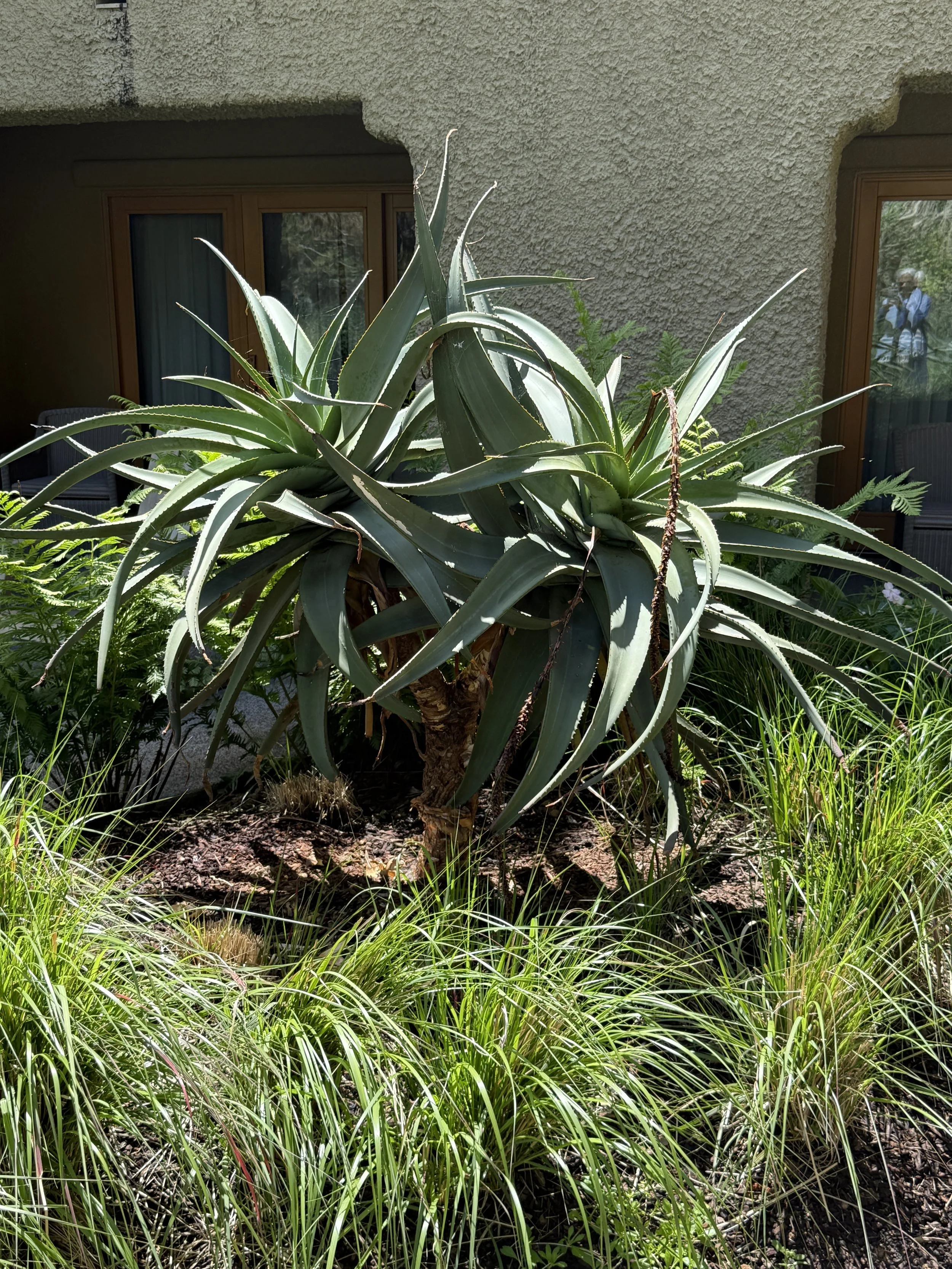 Plantings at the Lodge Courtyard