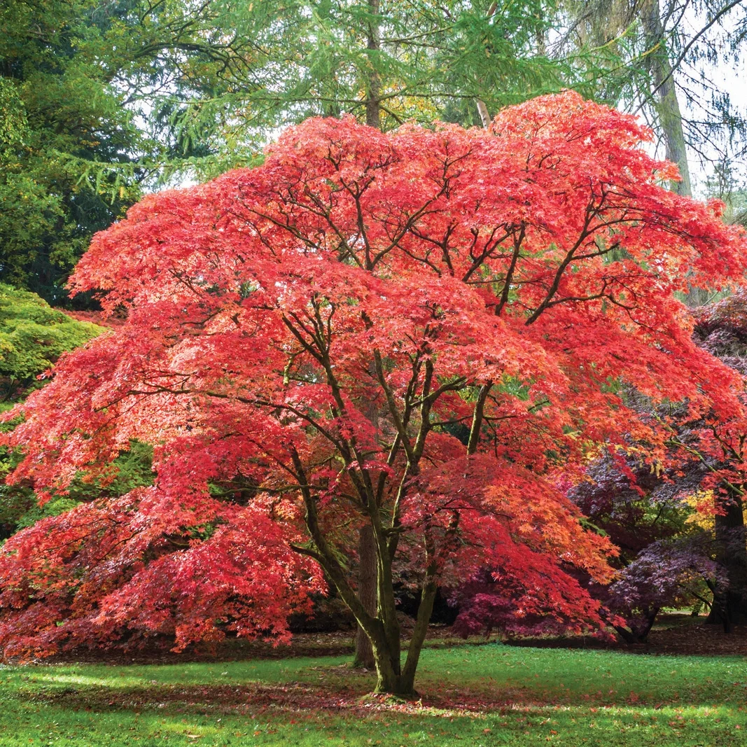japanesemaple-1.jpg