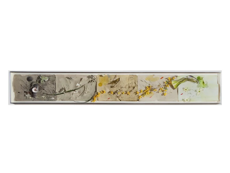 Forsythia, 2010