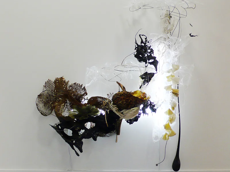 Night Blooming Cereus, Lit, 2011