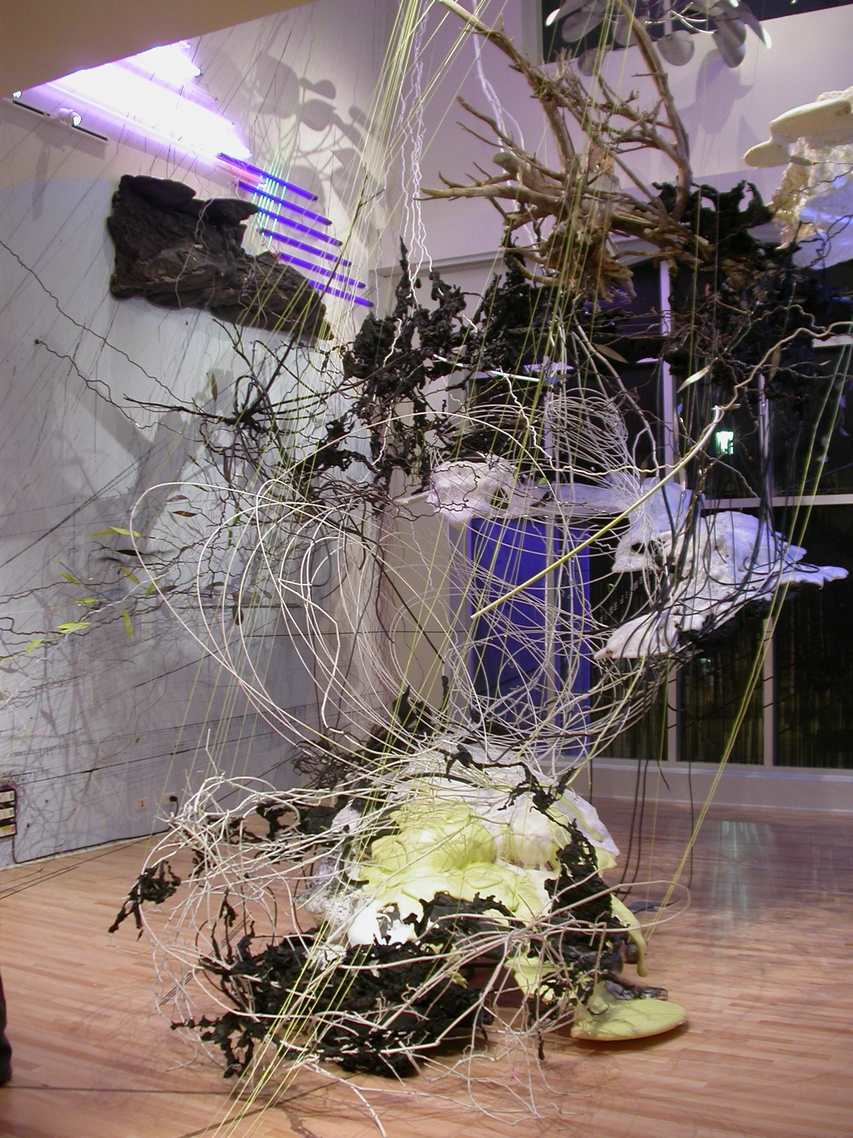 Wild Rose, 2008-2009, Esther Massry Gallery, College of St. Rose, Albany NY 