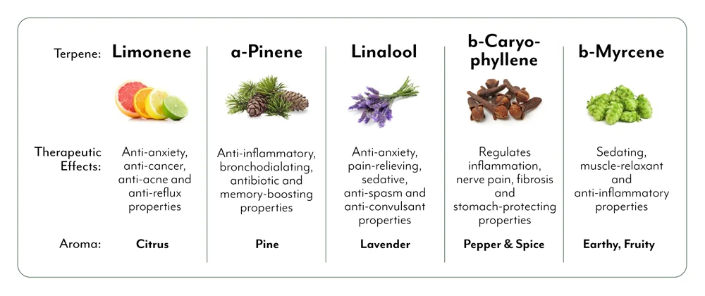 A table of the 5 most common terpenes found in cannabis and their therapeutic effects. No terpene is exclusive to cannabis, they are found all throughout the plant world. They function in many cases as a defense mechanism or immune system for a given species.