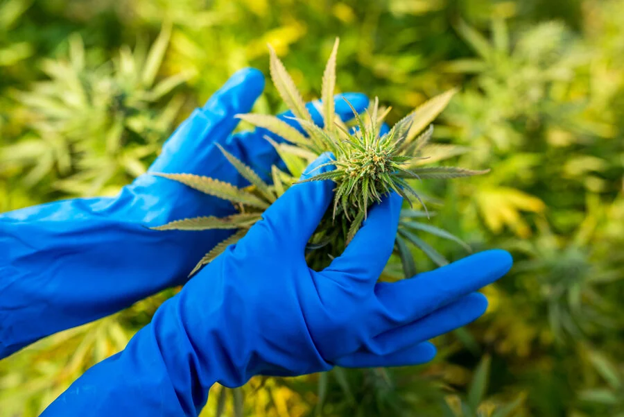 What Are Cannabinoids?