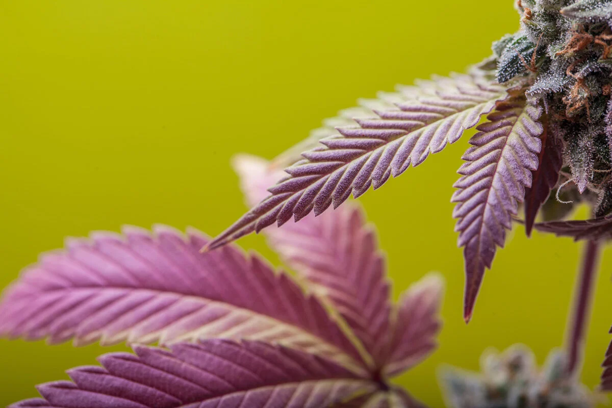 Cannabis: How Long Until Effects are Felt?
