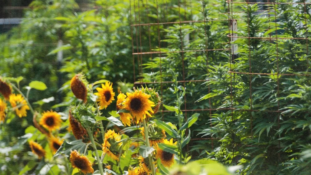 Indoor vs. Sungrown Cannabis: Which is Better? 