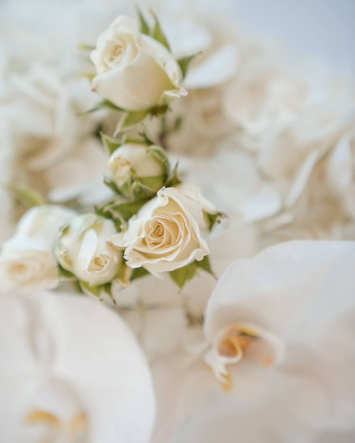 Which floral palette tells your love story?
.
.
.
.
.
.
.
#weddingsbycacique #destinationwedding #storytelling #bahamaswedding #bahamasislands #beachwedding #weddinglogistics #weddingflorals #bespokewedding #wedding #florals #weddinginspiration #brid