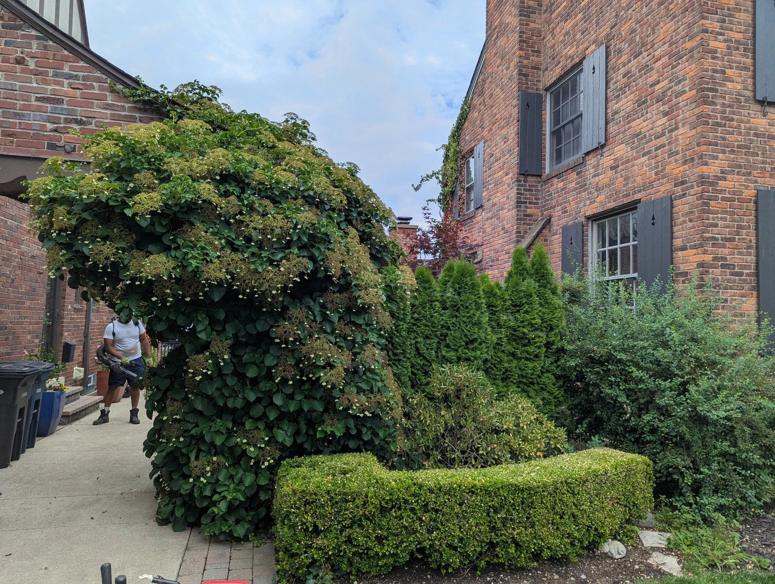 Landscape Maintenance Services