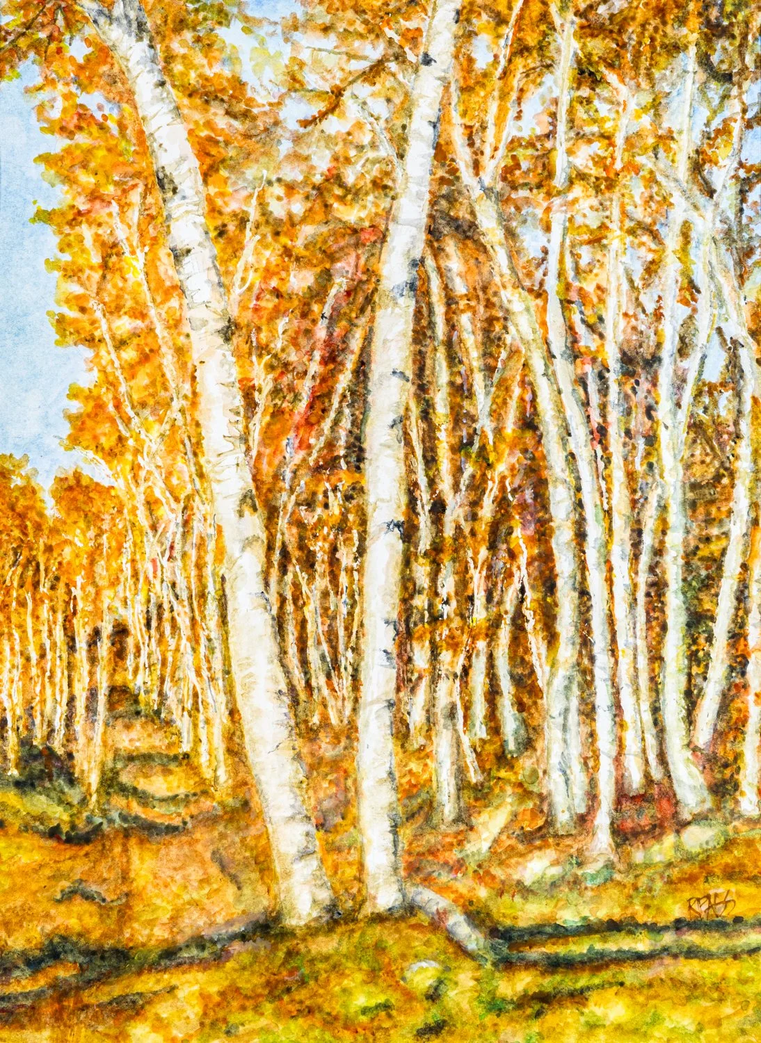 Birch Woods Path