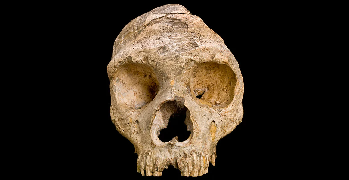 gibraltar1-neanderthal-skull-front-on-black-hero.jpg
