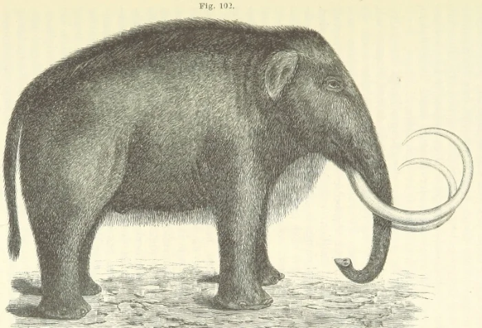 Mammoth with fur.jpg