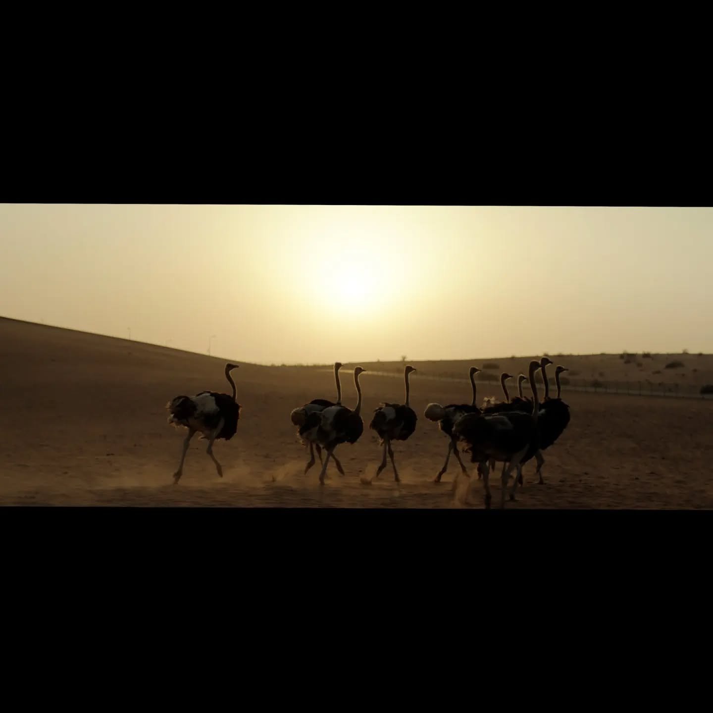 Graded this a while back

Very happy with the results

Happily led by director @leonardodalessandri 
Beautifully crafted by DOP @zeegerverschuren 

Work done @envyadvertising 

#colour #grade #advertising #riyadhseason