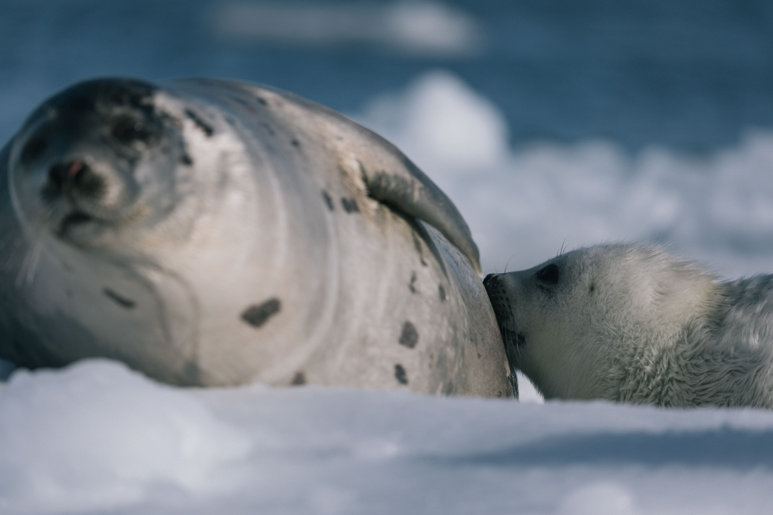 HarpSeals_OllyJelley_WillSelects-6.jpg