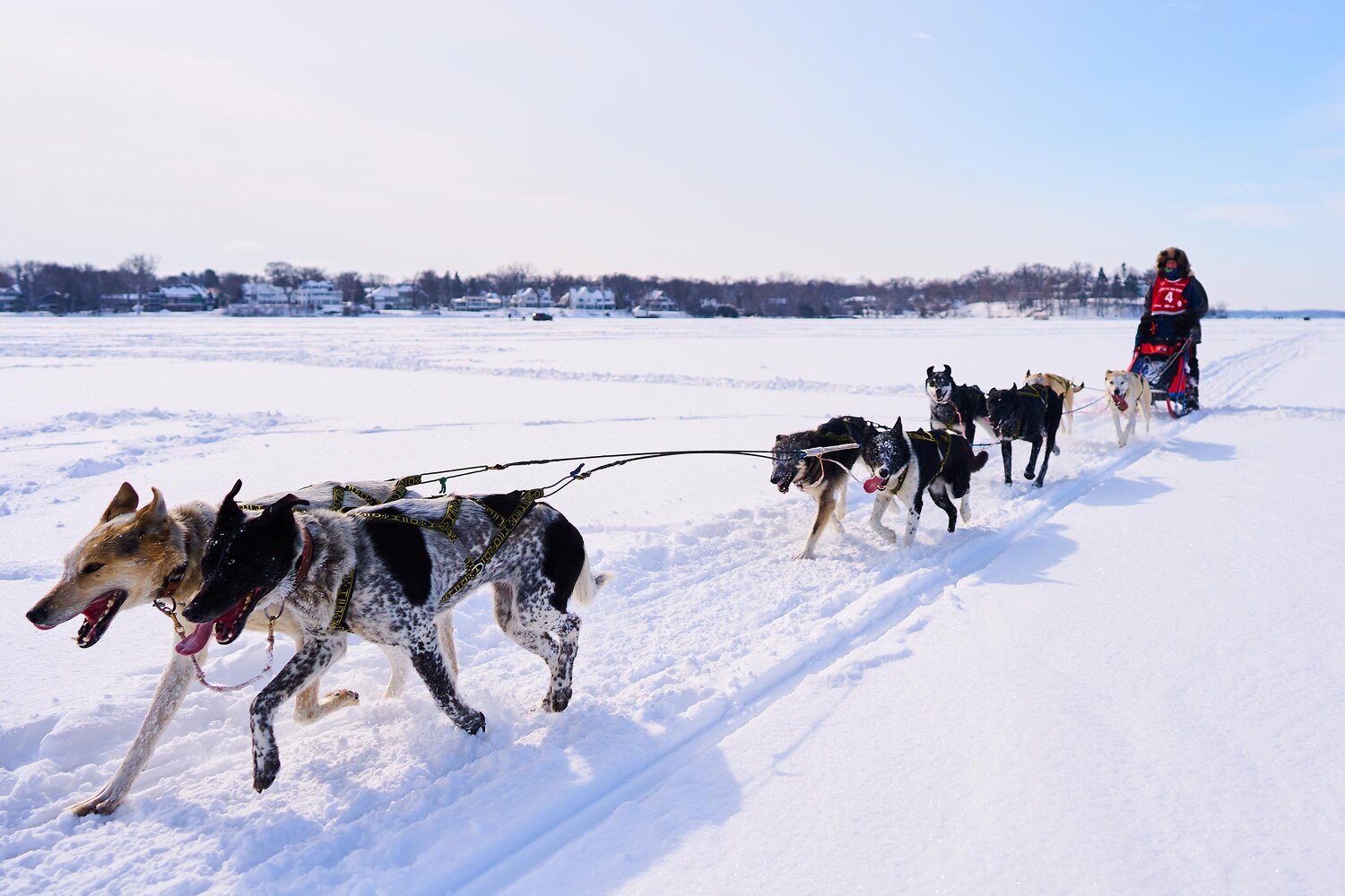 where do sled dogs live