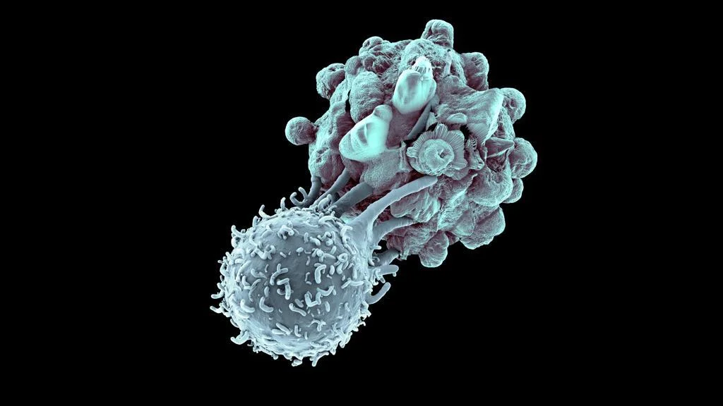 t-cell.jpg
