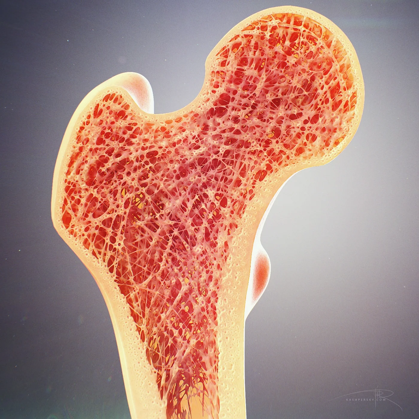 bone-cross-section.jpg