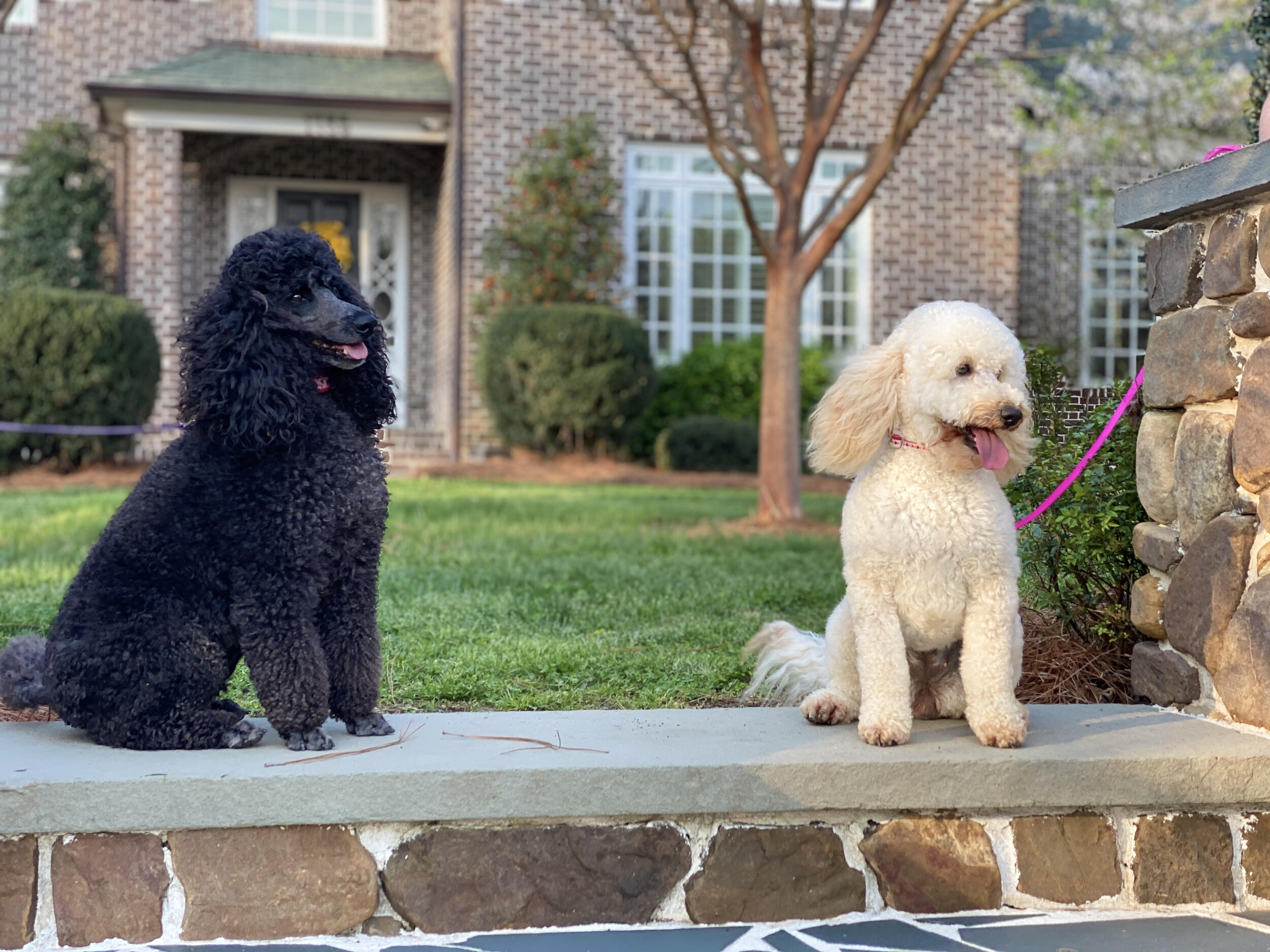 Charlotte Goldendoodles