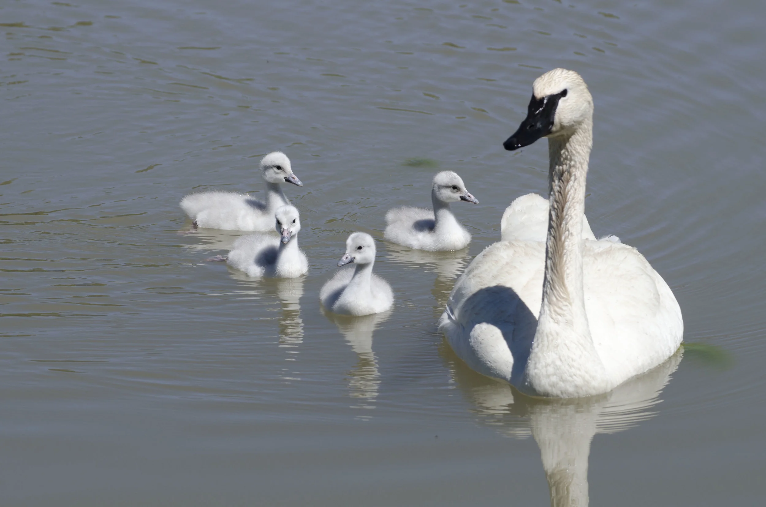 The Greater Yellowstone Trumpeter Swan Working Group