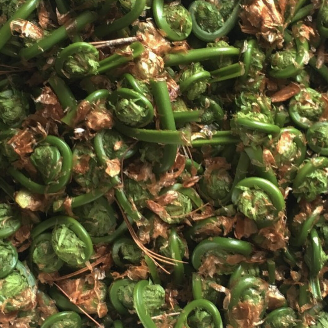 Fiddleheads