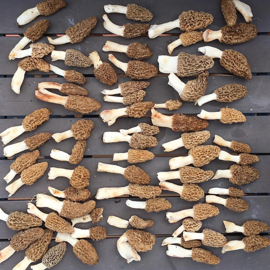 Morels