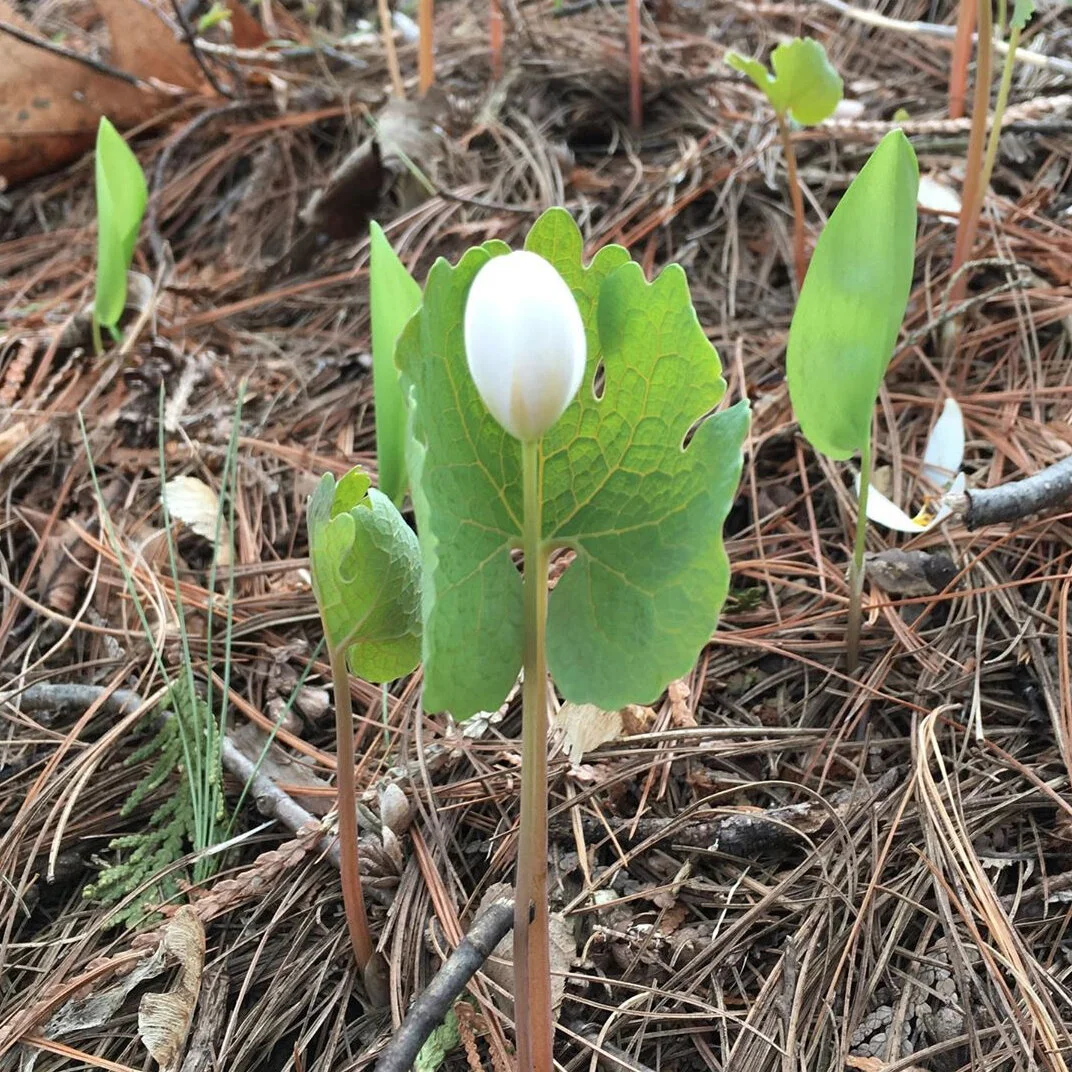 Bloodroot