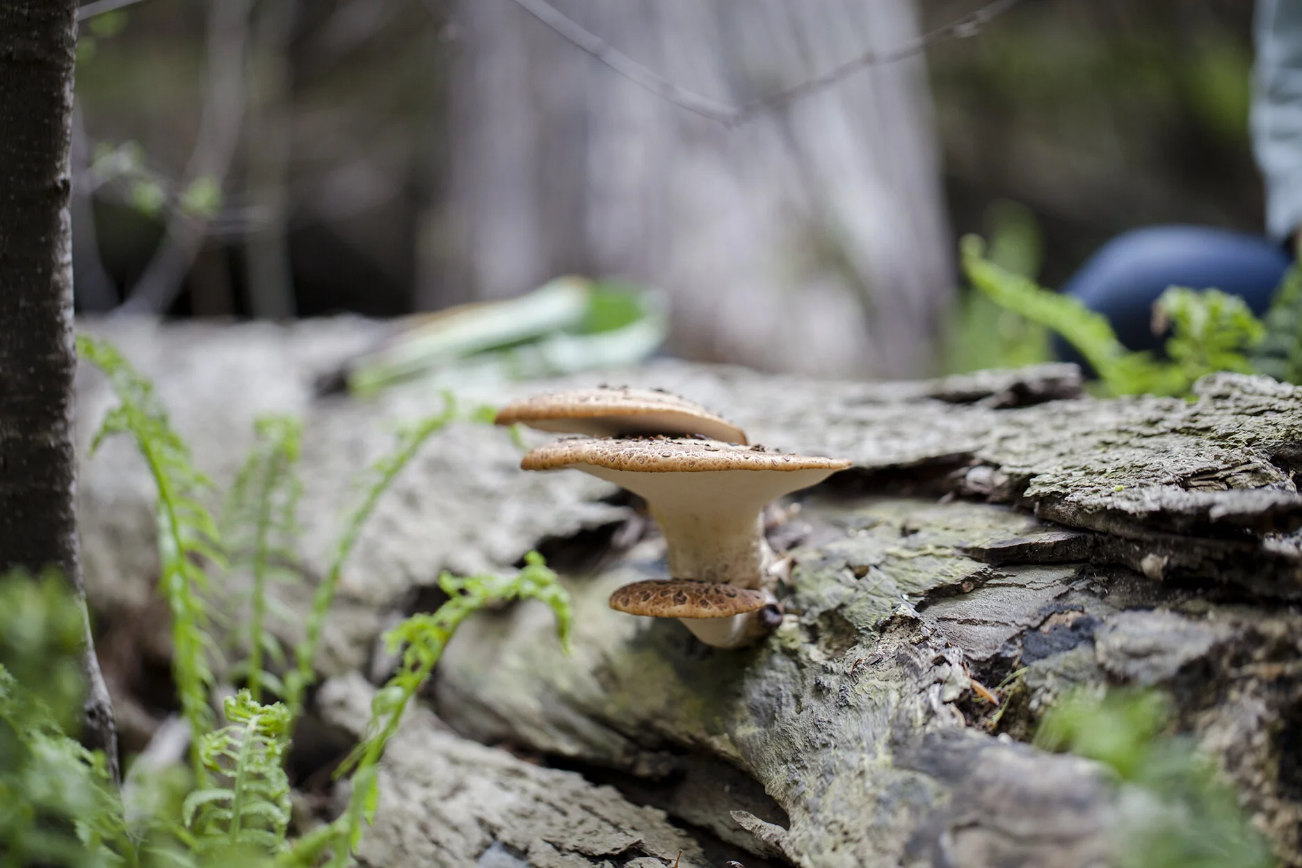 Mushrooms + Bioremediation