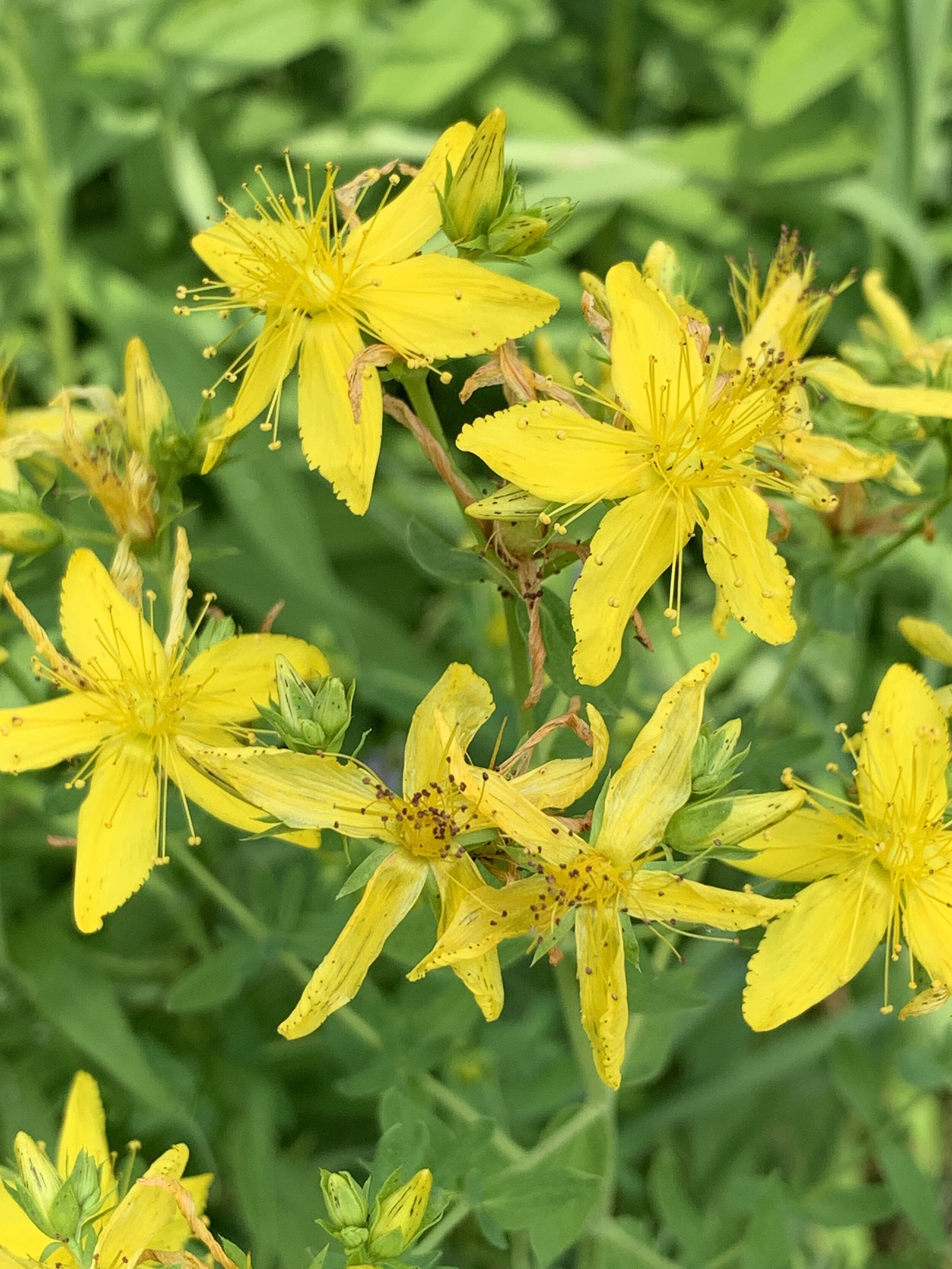 St. John's Wort