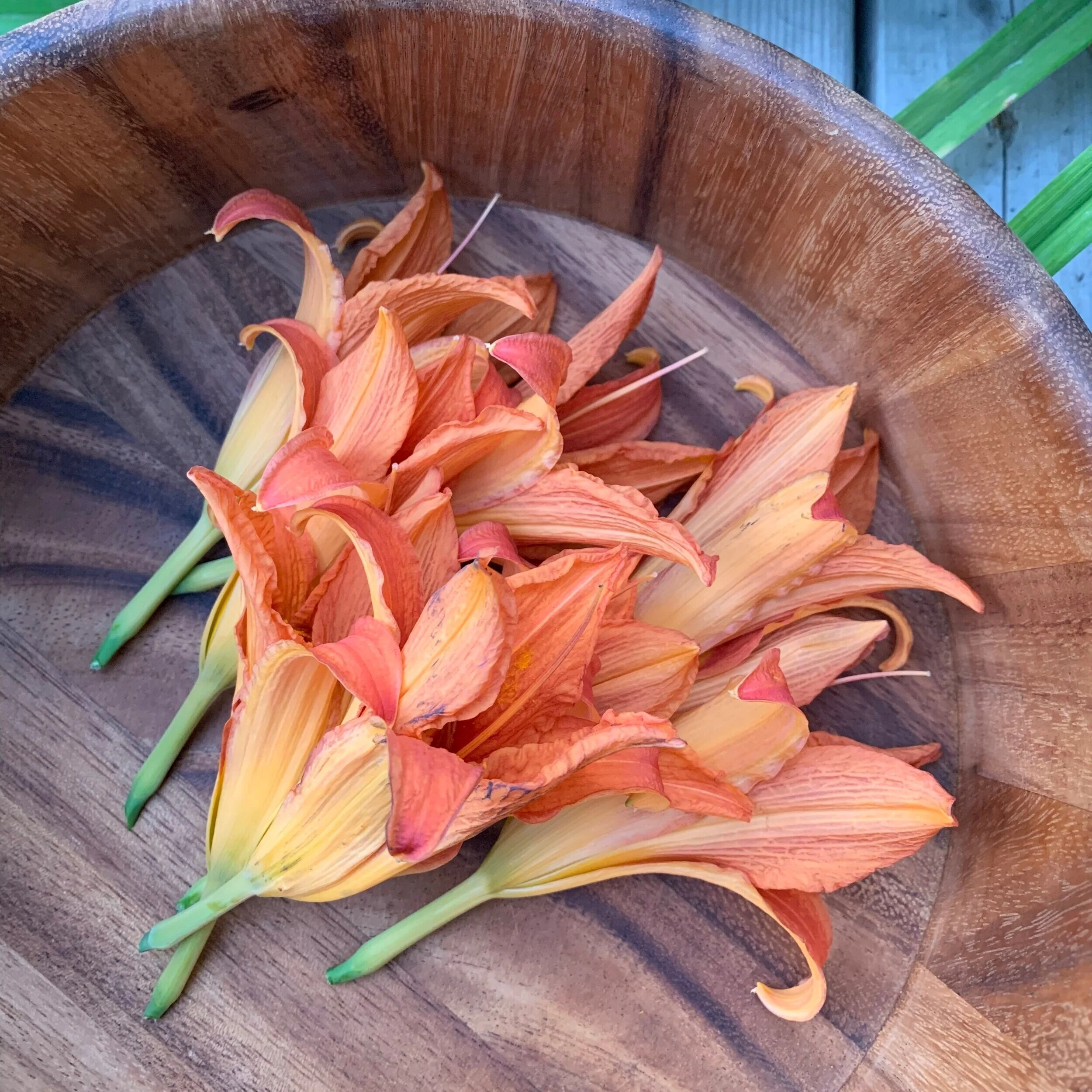 Tawny Daylily