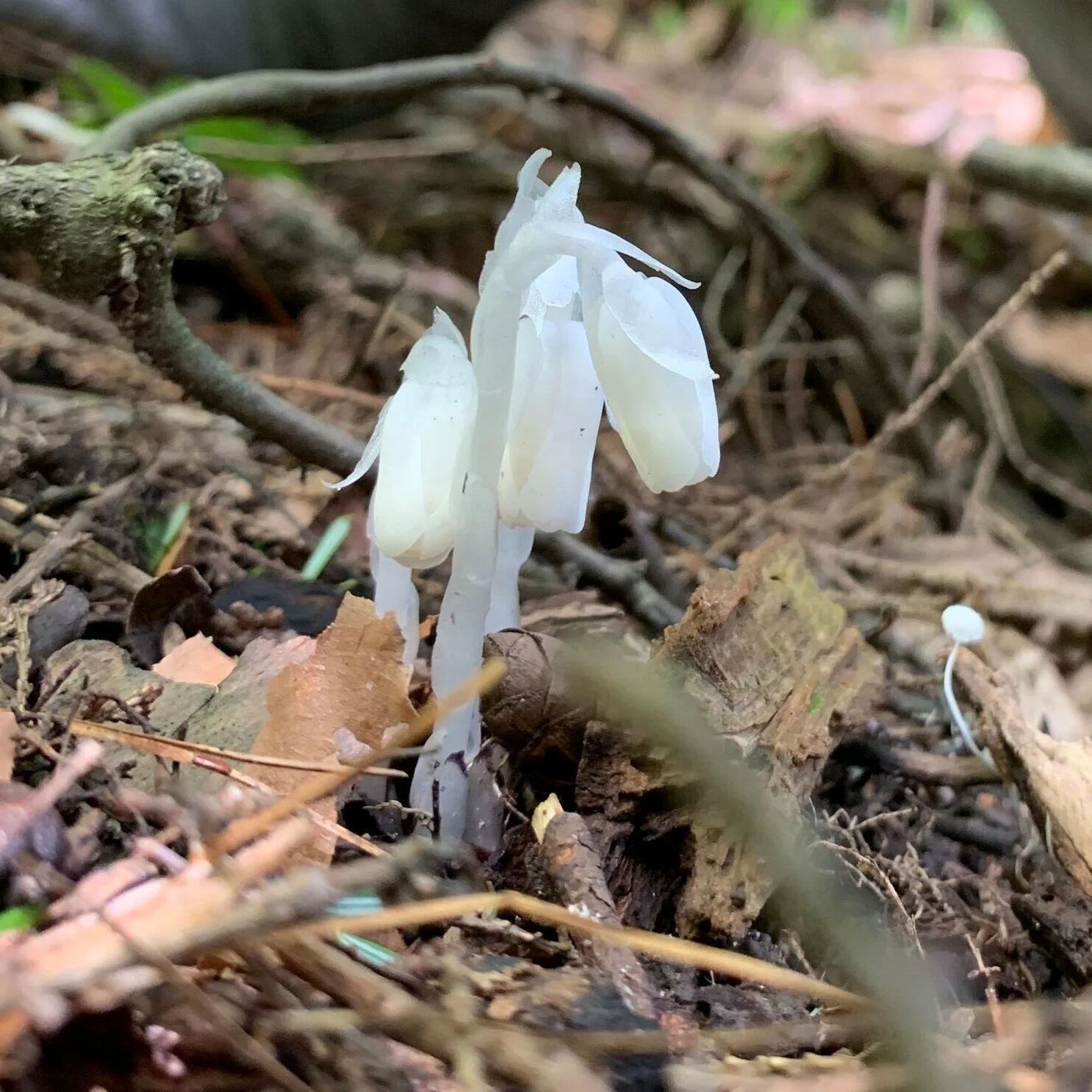 Ghost Pipe