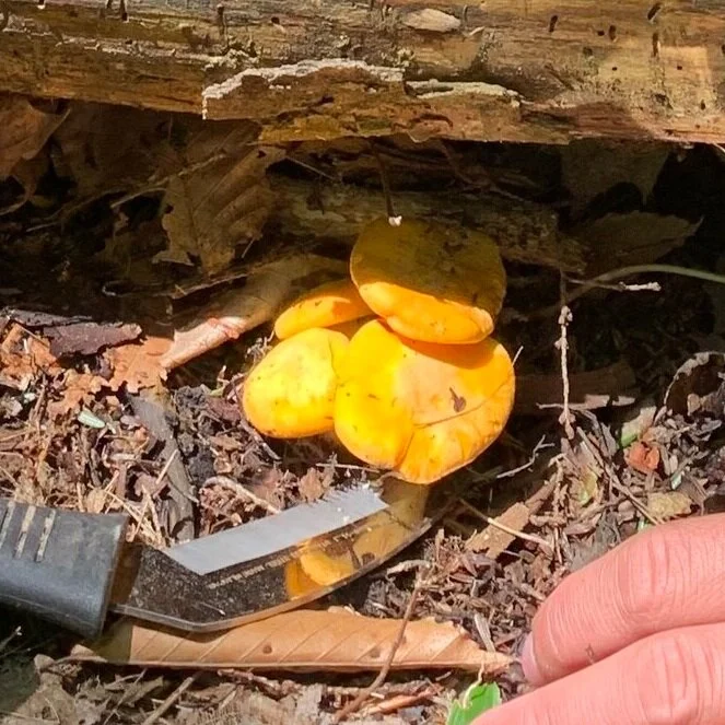 Chanterelles