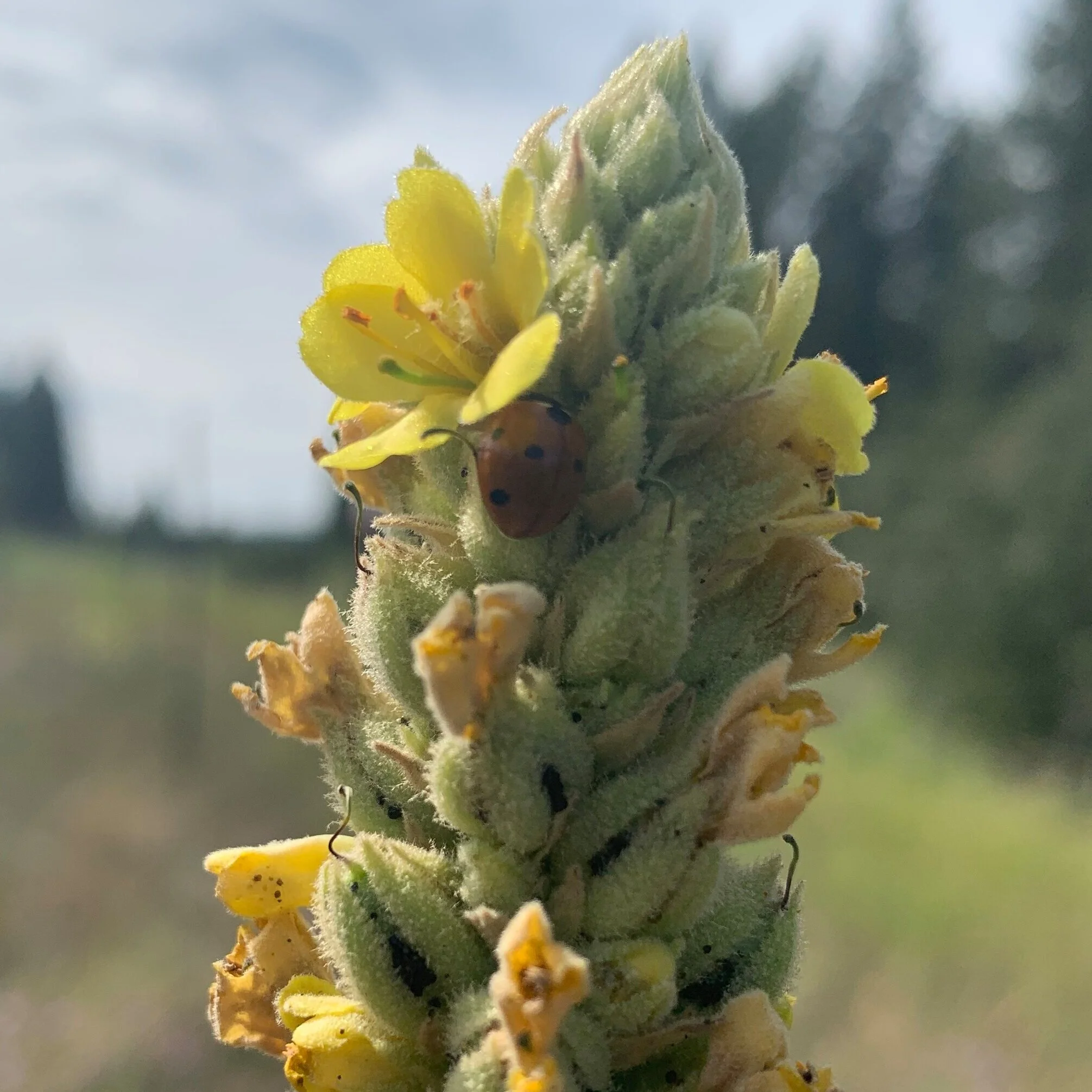 Mullein