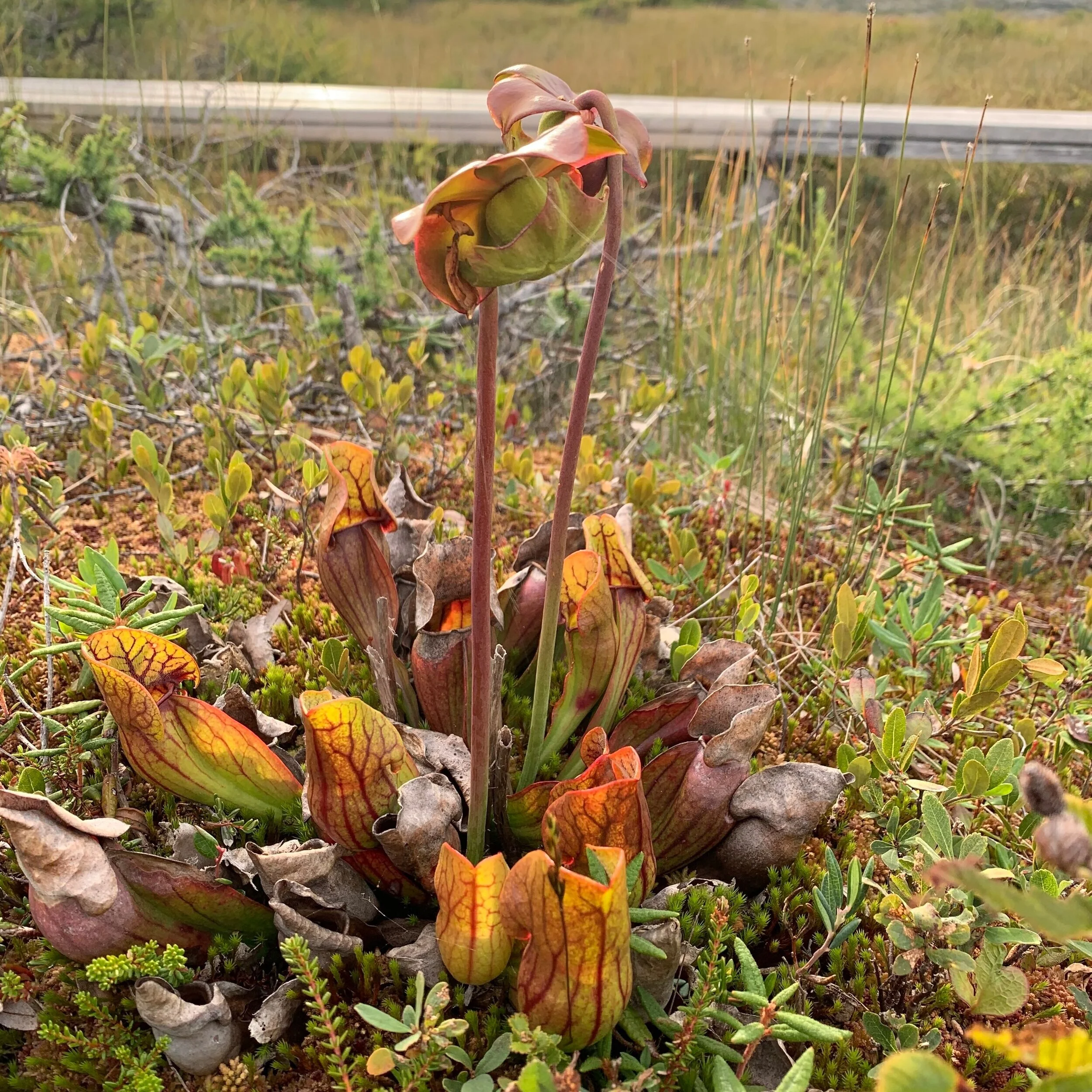 Pitcher Plant