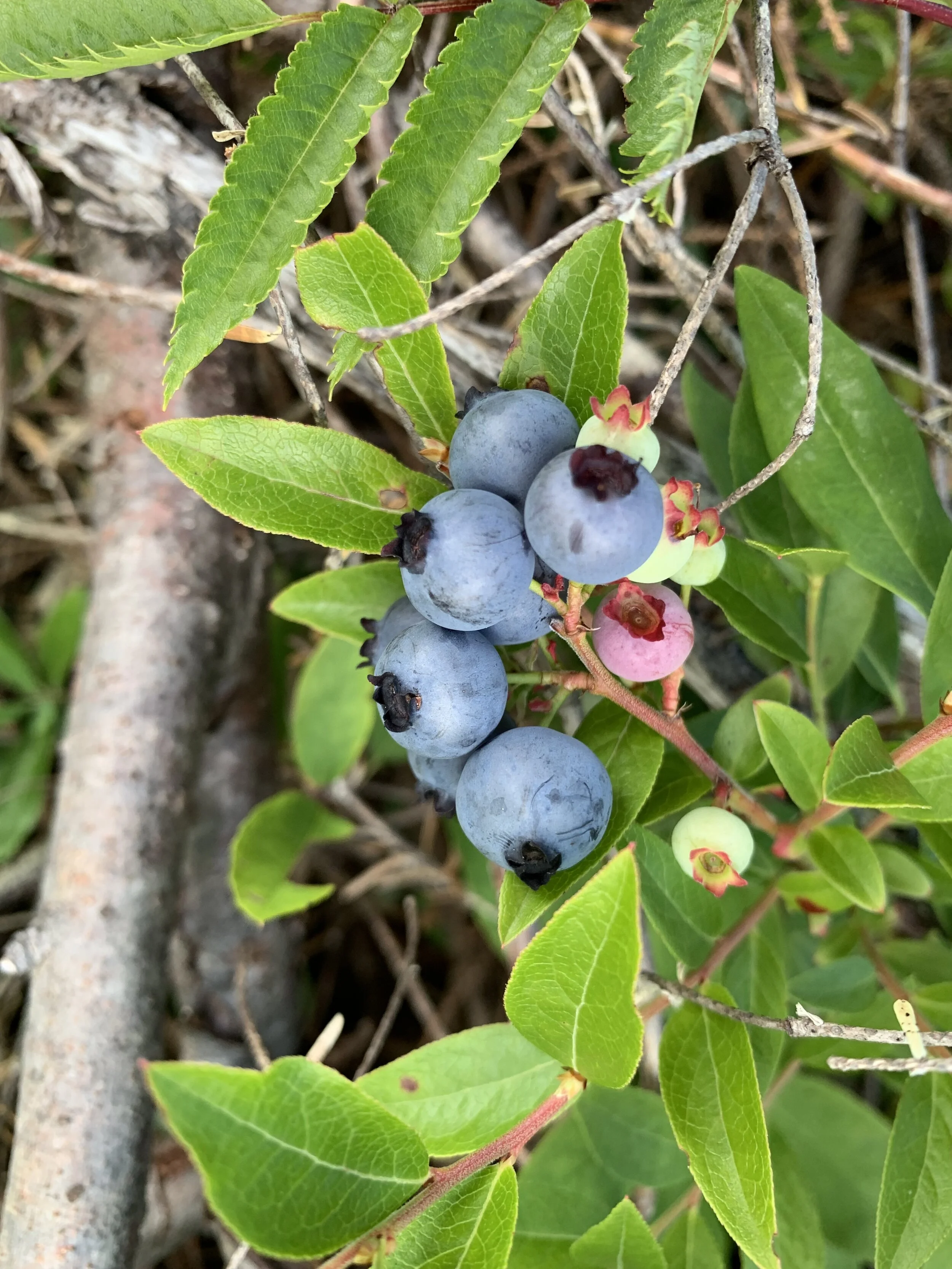 Blueberry