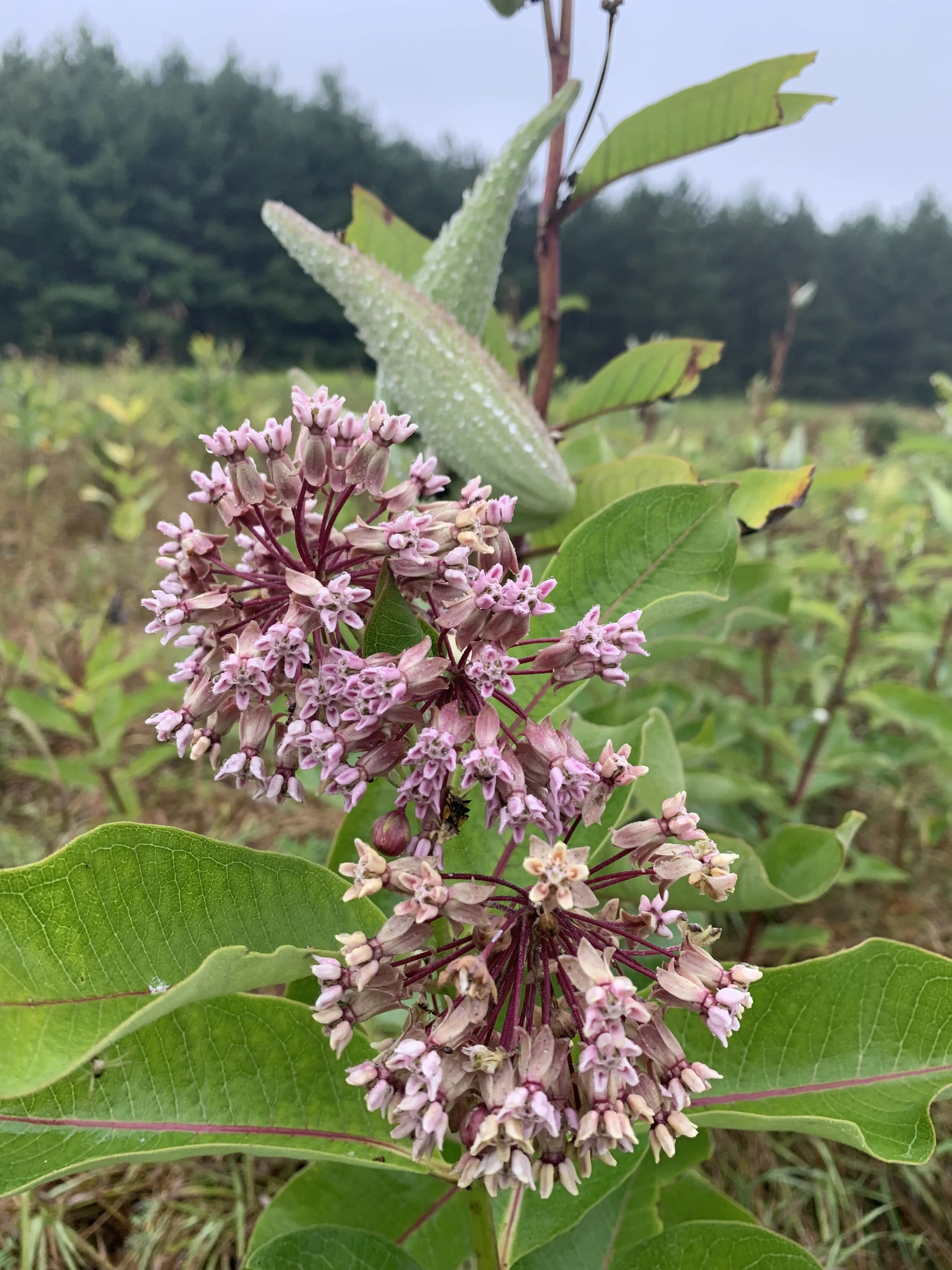 Milkweed