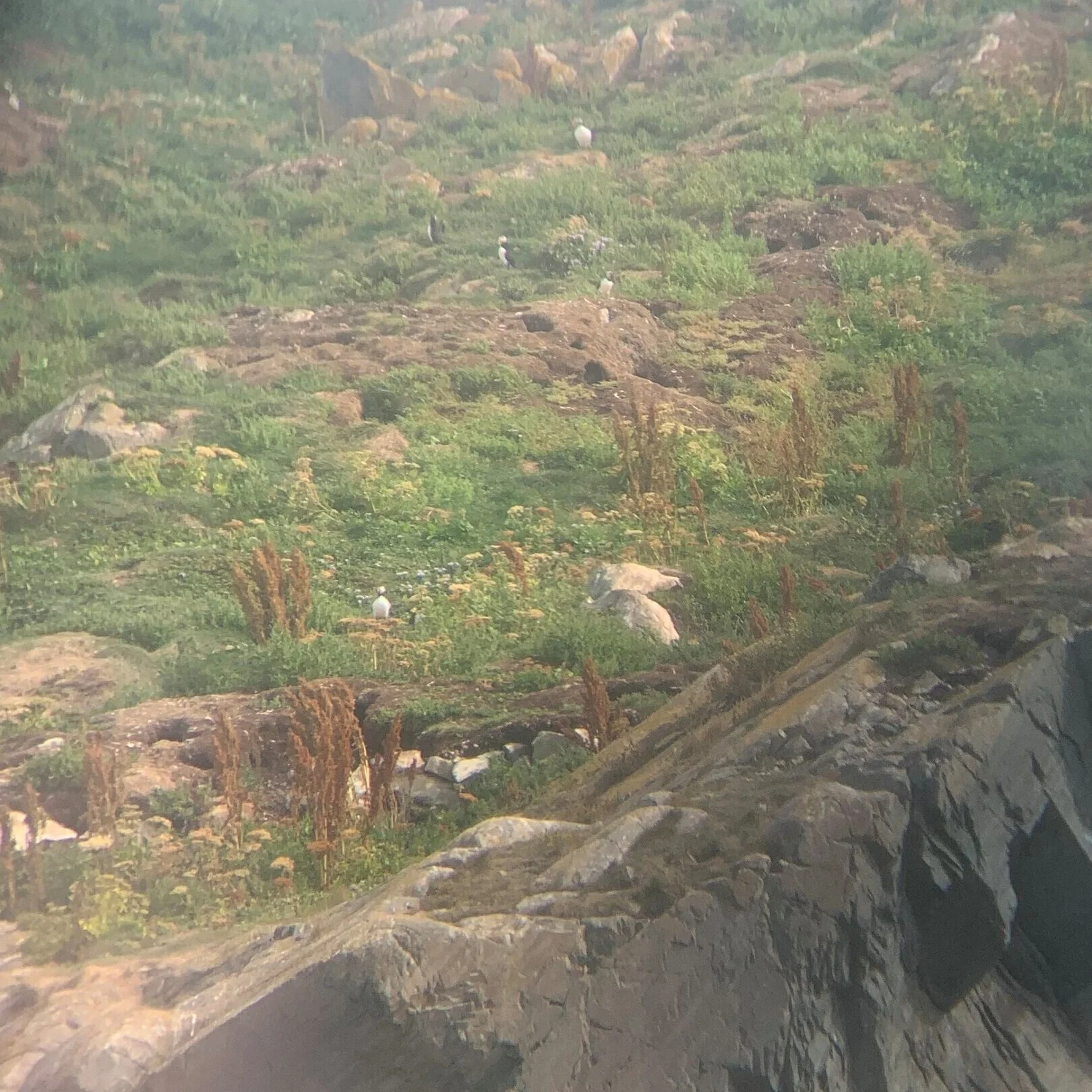 Puffins