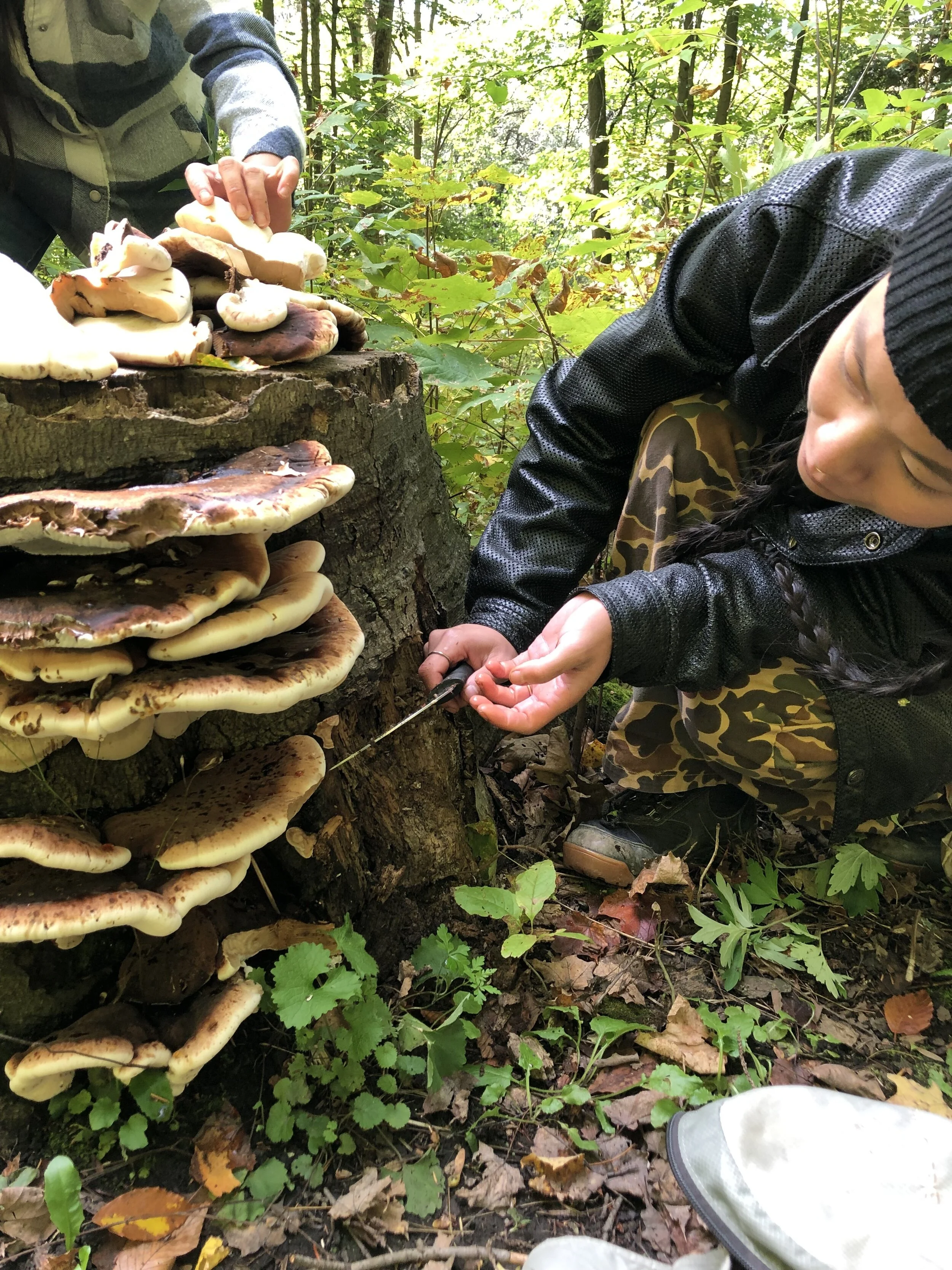 Resinous Polypore