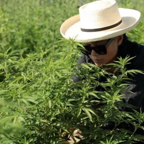 Cannabis