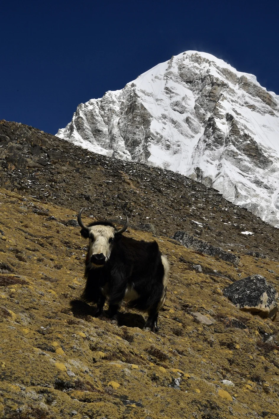A yak in front of Pumori. Photo credit Himex.