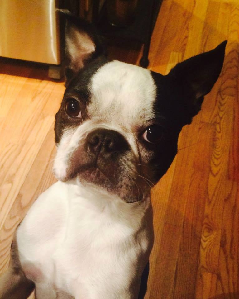 boston terrier.jpg