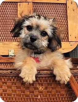 basket puppy.jpg
