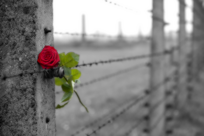 Rose on fence.png