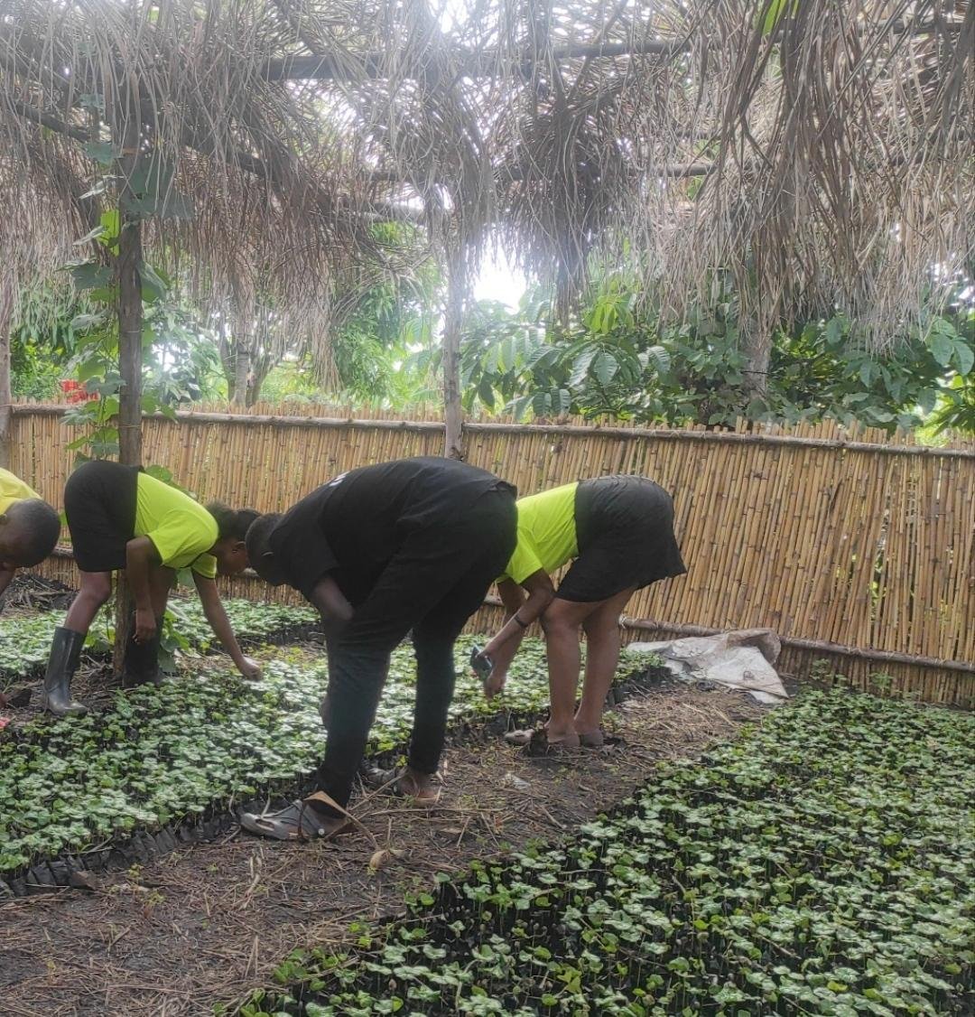  A picture of the members transplanting seedlings to the main nursery bed, inserting the seedlings in their respective package. 