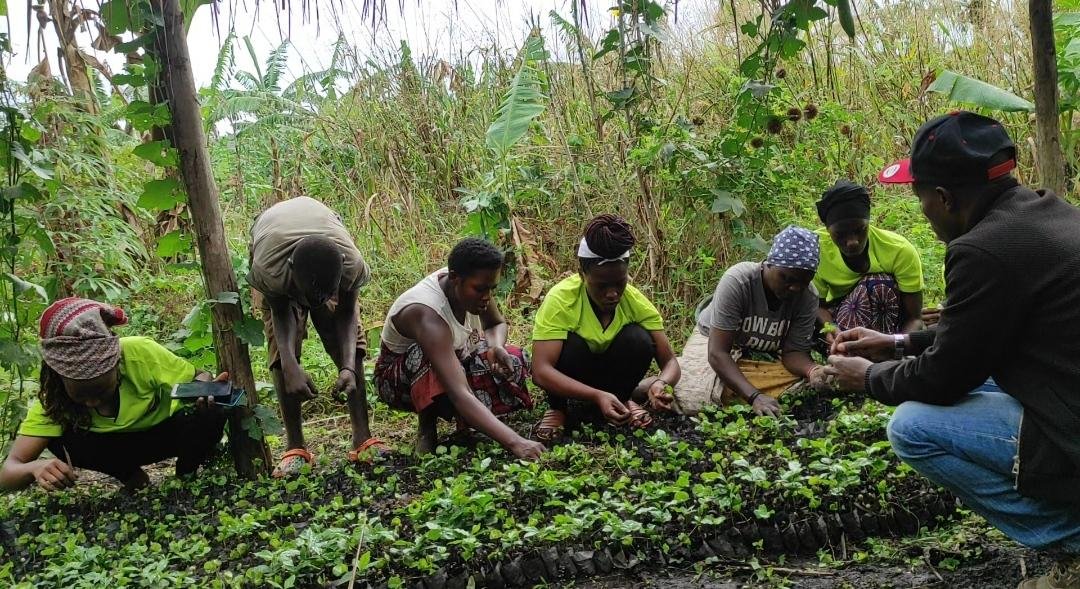  A picture with our mentor, Mr. Remigio Muhwezi an expert in coffee nursery beds taking us through the transplanting process. 