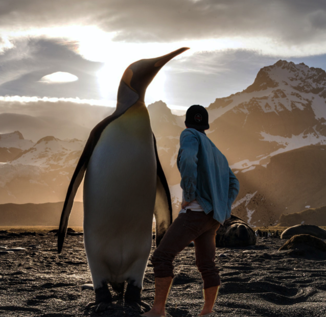 Extinct Colossus Penguin Was Nearly 7 Feet Tall