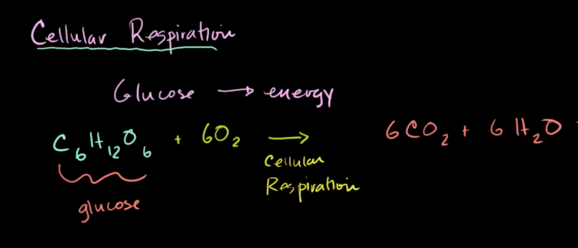 A typical lecture introduction to cellular respiration, starting with a definition. This is from Khan Academy’s video Introduction to Cellular Respiration. Cellular respiration is fascinating! Why learn with a lecture when students can observe cellular respiration themselves using Pivot Interactives?