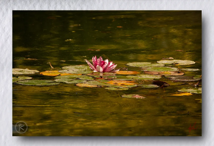 Serenity in Bloom: Lily in Koi Pond Metal Print