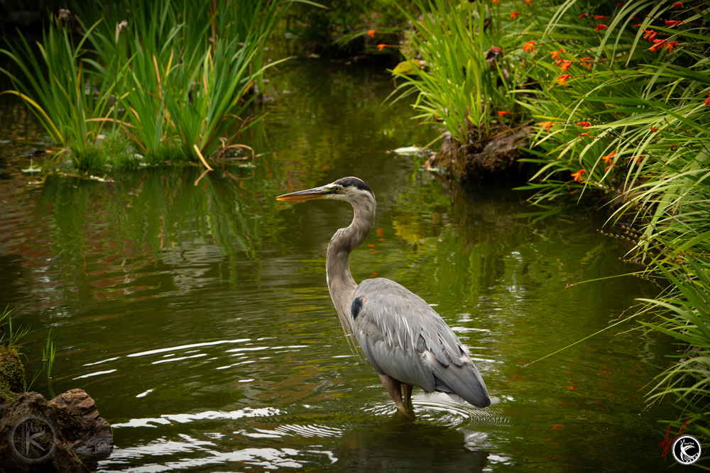 ManuOkai Photograpy Heron On The Hunt Heron hunting in pond
