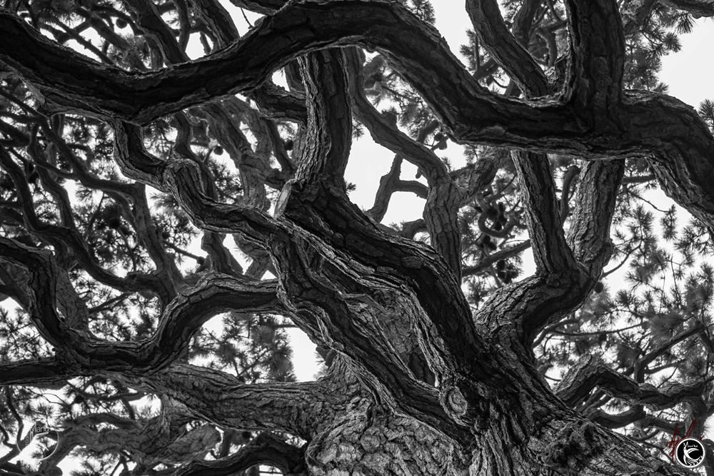 ManuOkai Photography Kalani Branch Flow black & white photograph redwood tree branches