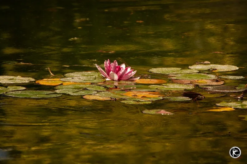 Serenity in Bloom